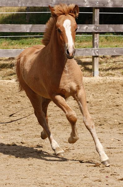 Gabriel von Heidmoor h.jpg